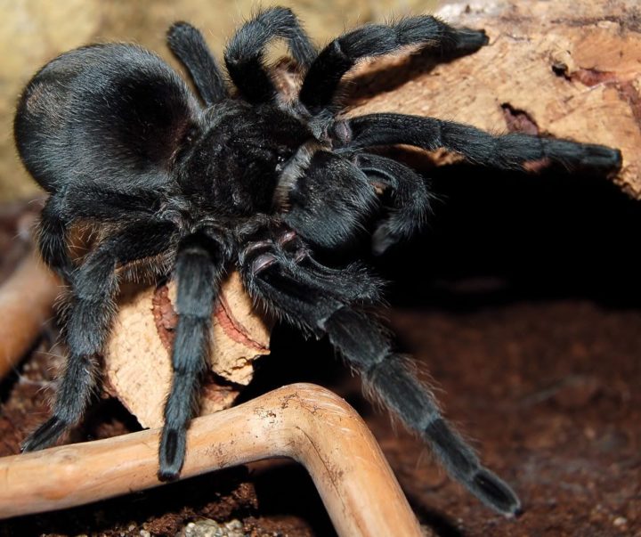 Significado de Sonhar Com Aranha  Especies de aranhas, Significado dos  sonhos, Aranha